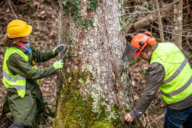 Best Tree Removal  in USA